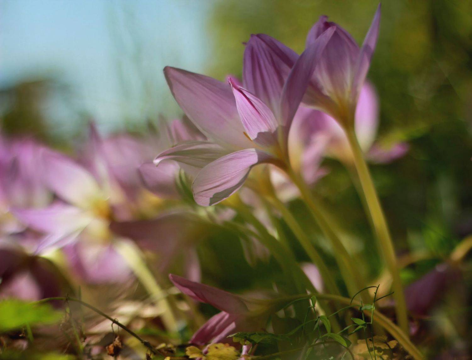 , Лайко Марина