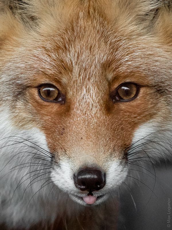 Портрет лисы фото превью