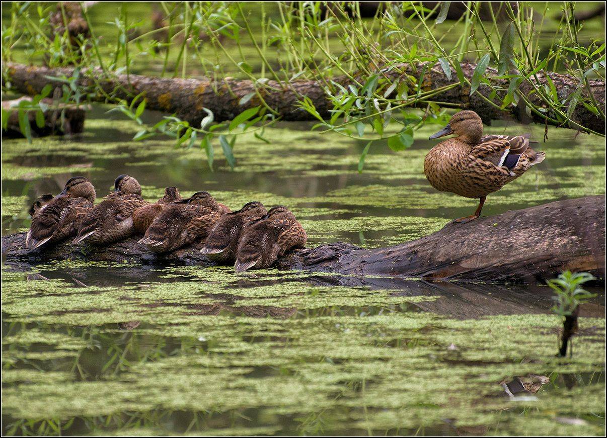 москва, парк, утка с утятами, АНАТОЛИЙ ДОВЫДЕНКО