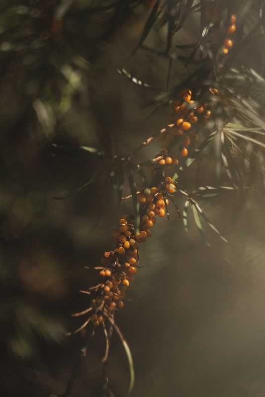 облепиха, одним солнечным утром. фото превью