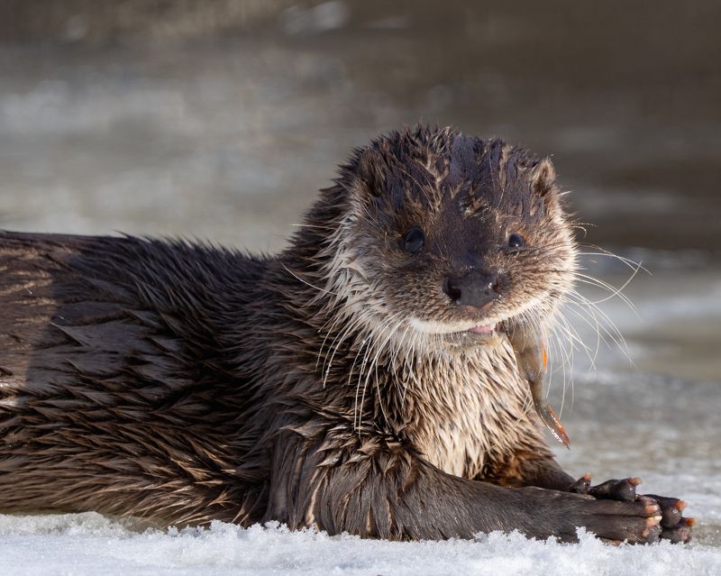 Выдра фото превью