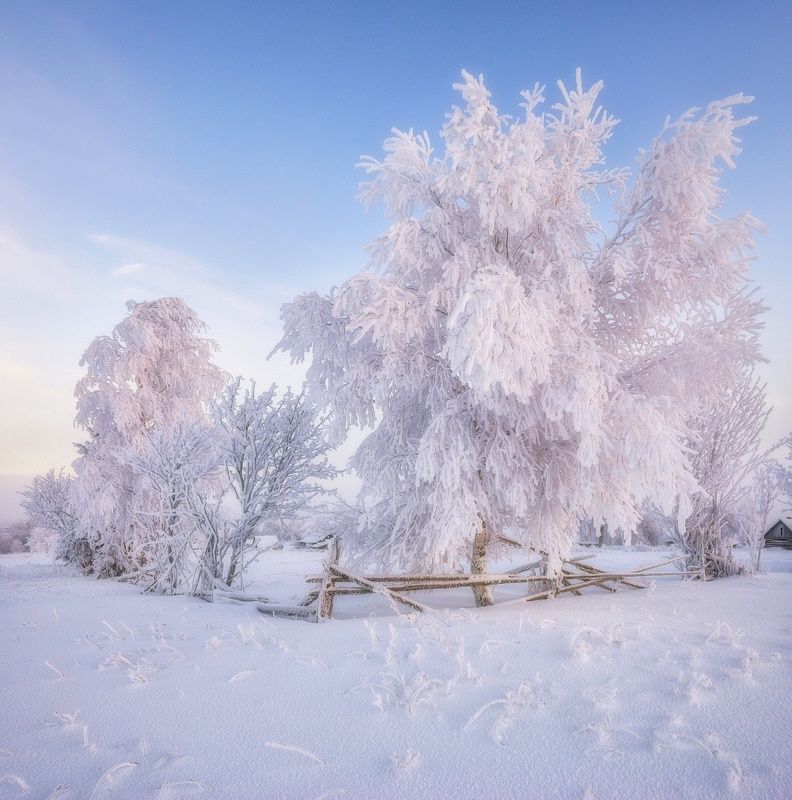 В розовых красках морозного рассвета II фото превью
