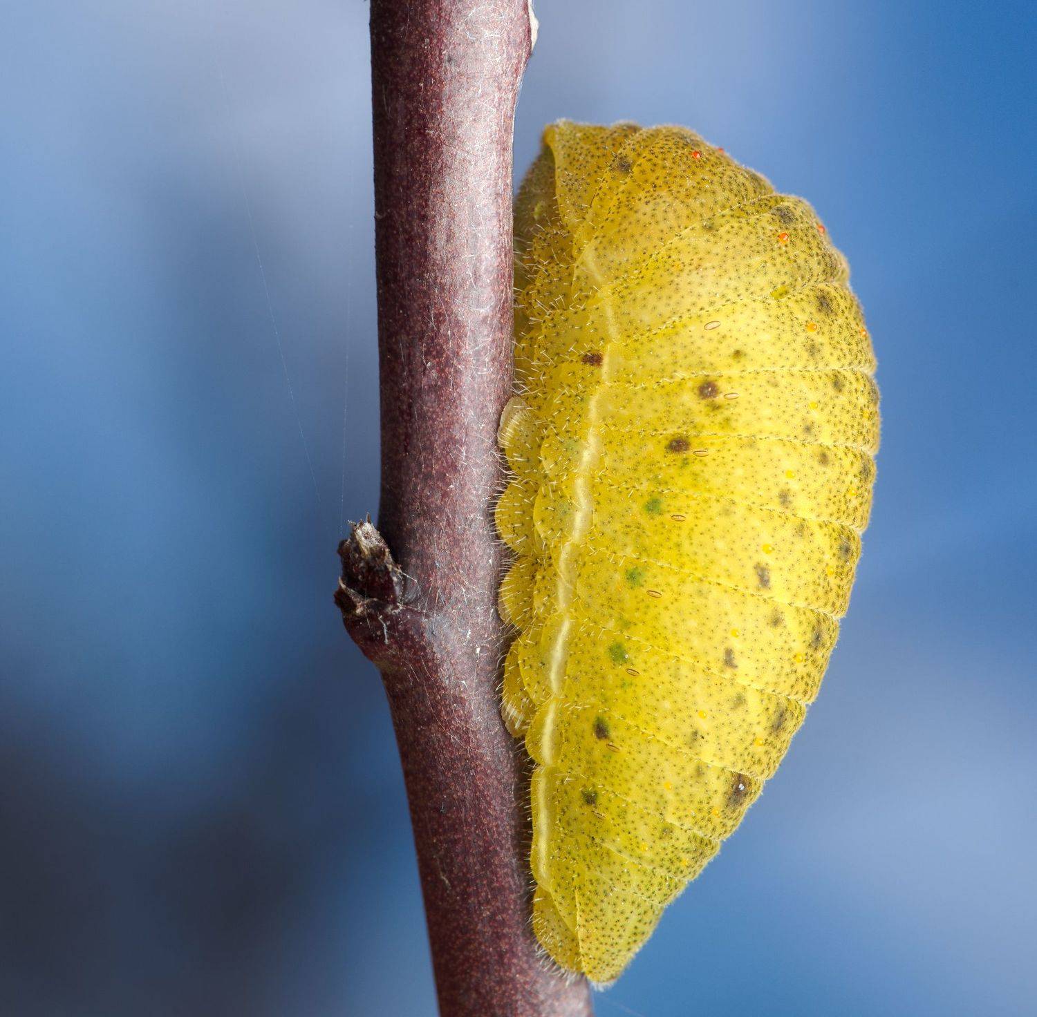 insect macro butterfly caterpillar nature wildlife color, Panagiotis Dalagiorgos