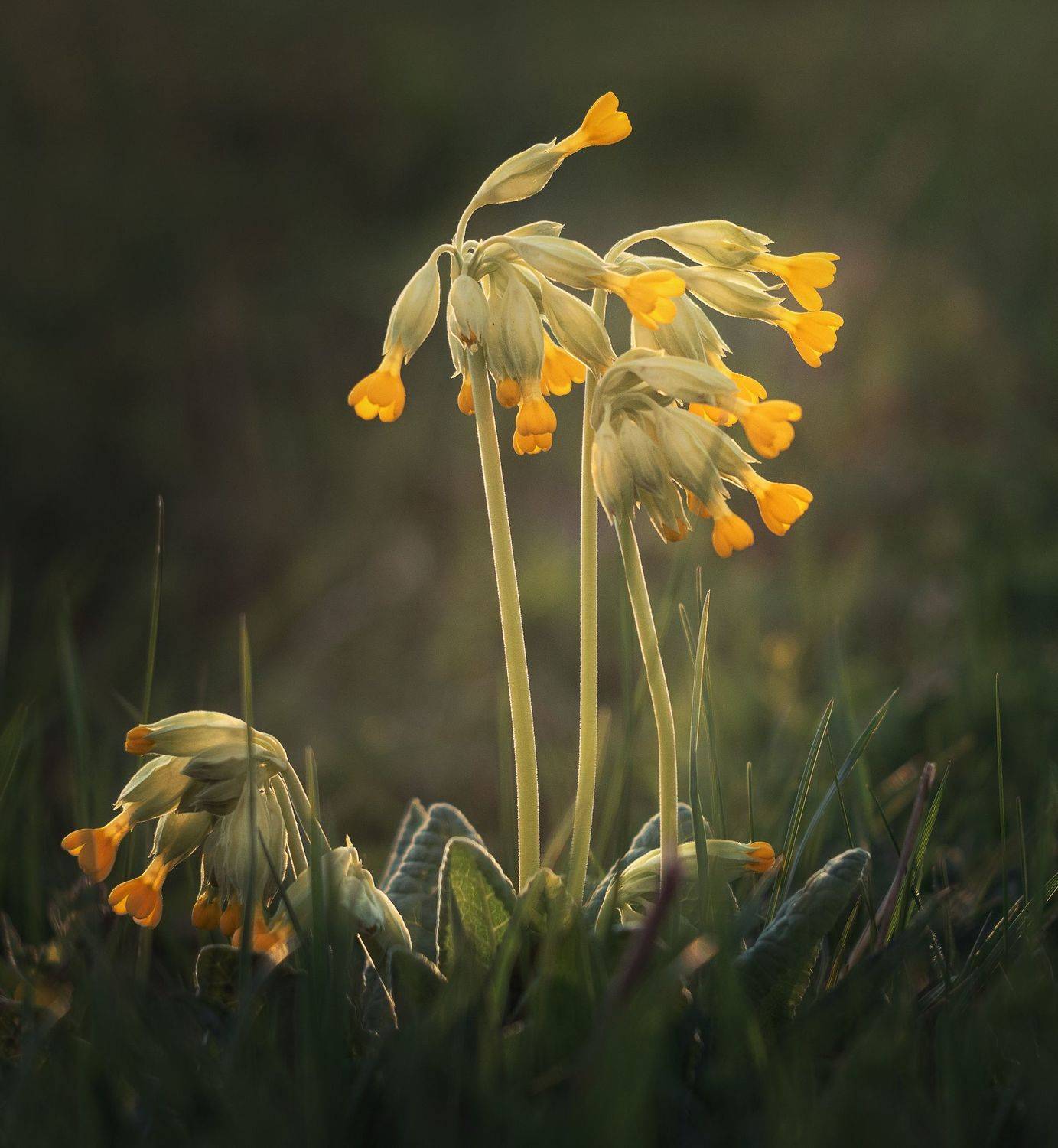 , Мозжухин Максим