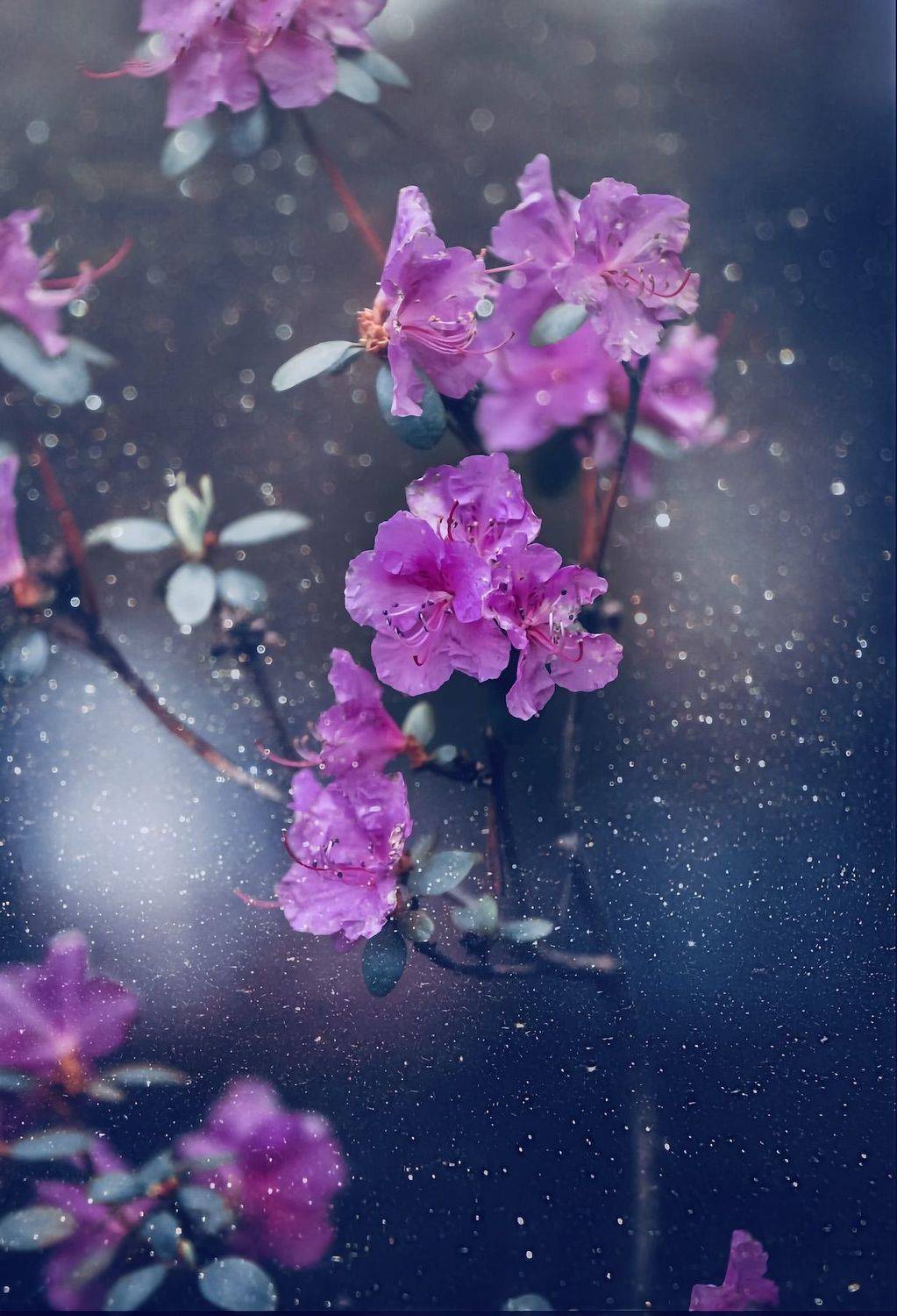 макро, macro, цветы, flowers, весна, spring, Julia Kaissa