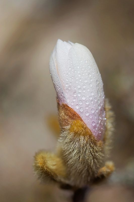 Магнолия фото превью