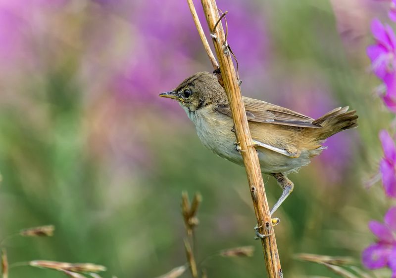 птица, желторотик, иван-чай, в иван-чае.. фото превью