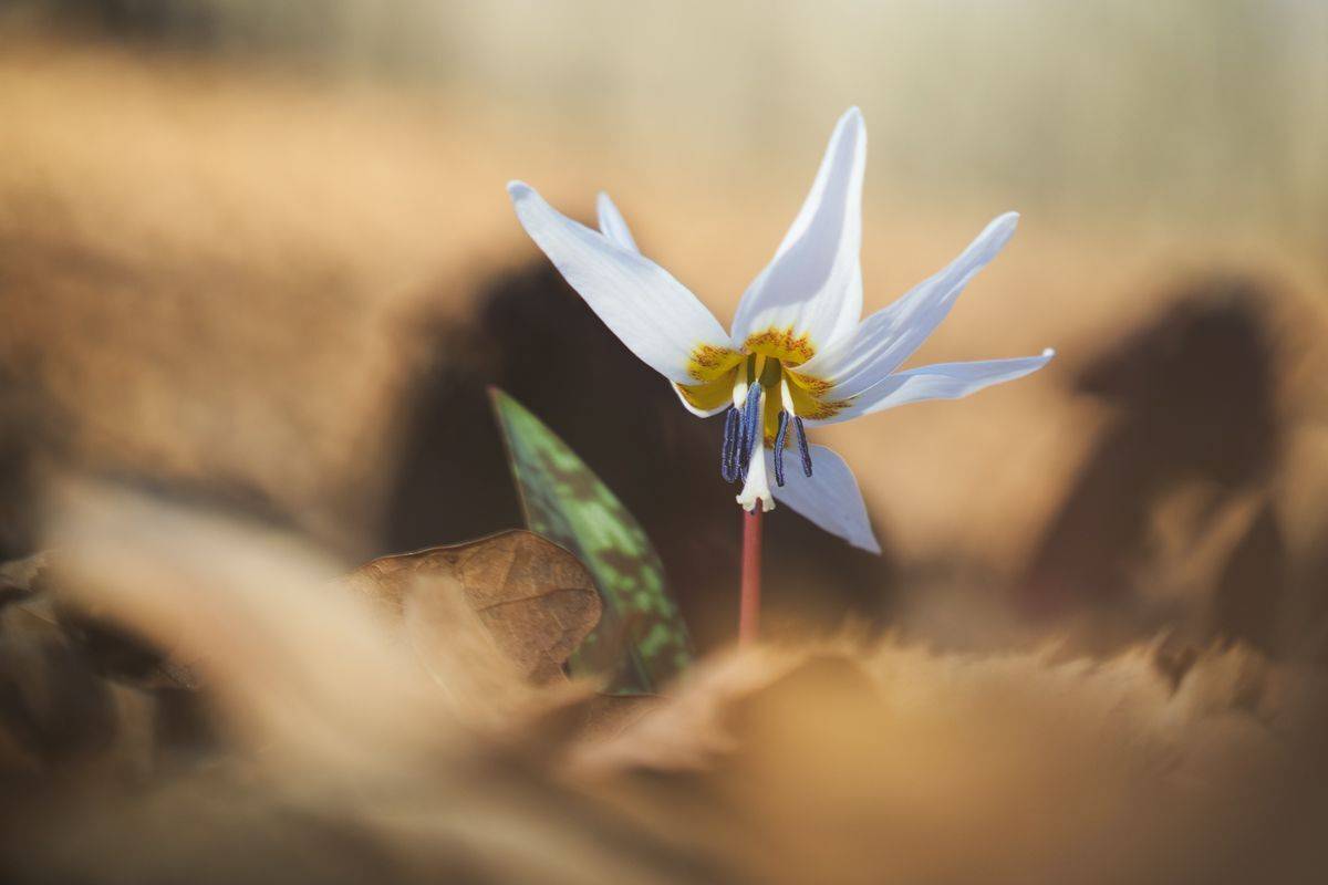 , Stefan Chirobocea