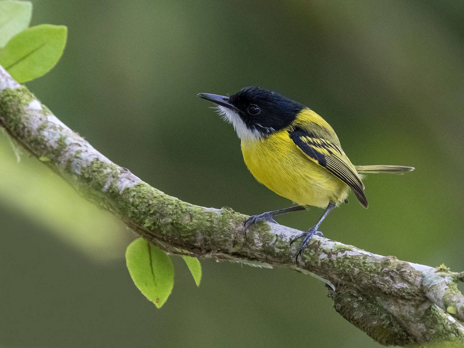 , Fernando Burgalin Sequeira