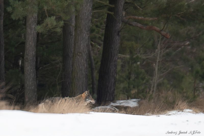 wolf фото превью