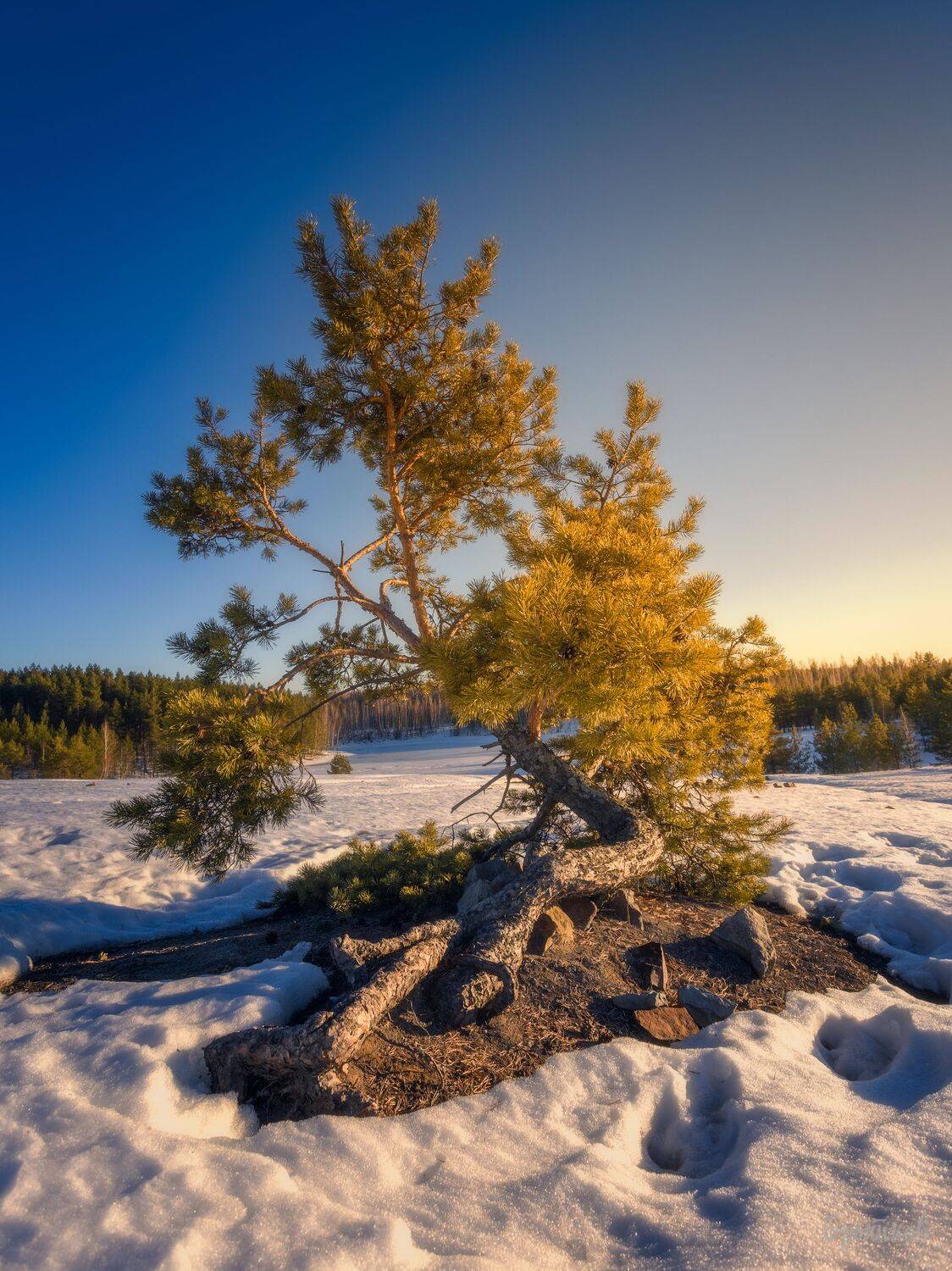 , Николай Брытков