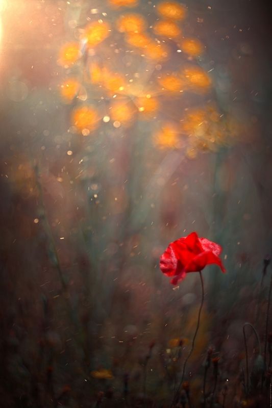 Red фото превью