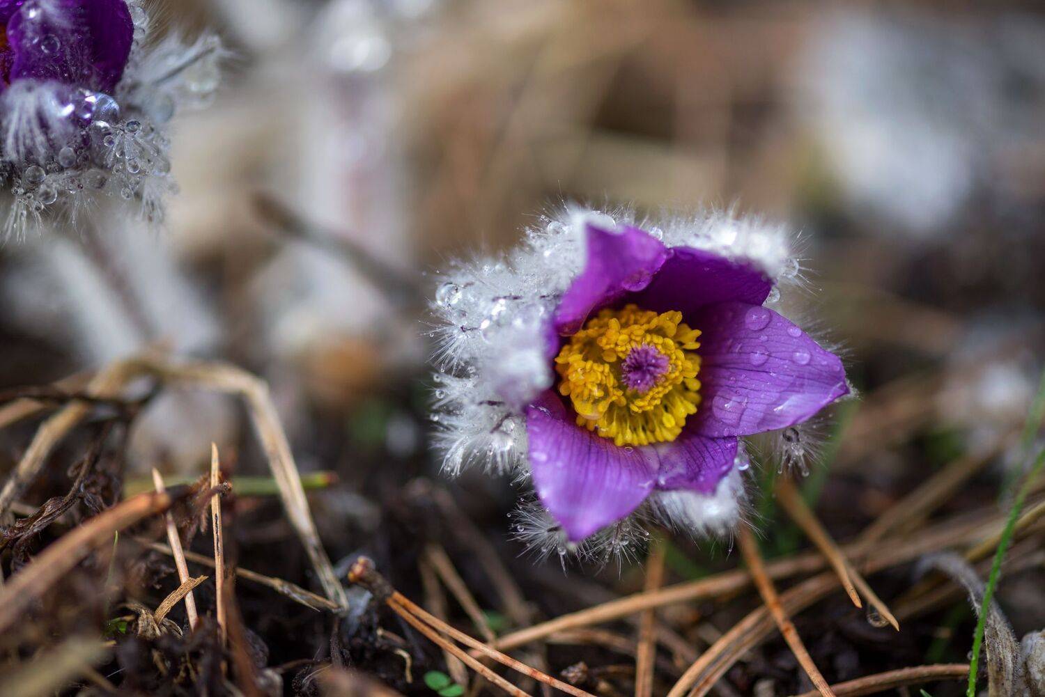 , Mariyana Atanasova - Lucero
