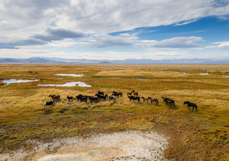 horses Above horses фото превью