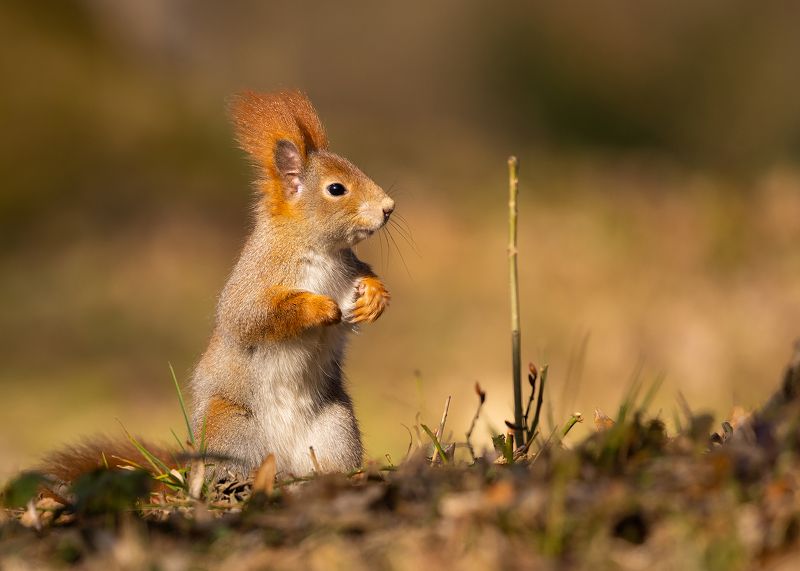 Squirrel фото превью