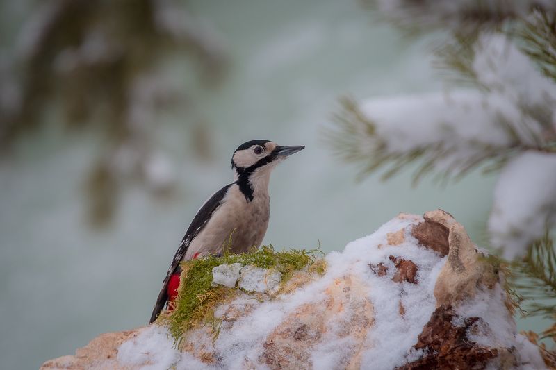птицы, birds, дятел, wildlife, great spotted woodpecker, winter, зима Большой пестрый дятел фото превью