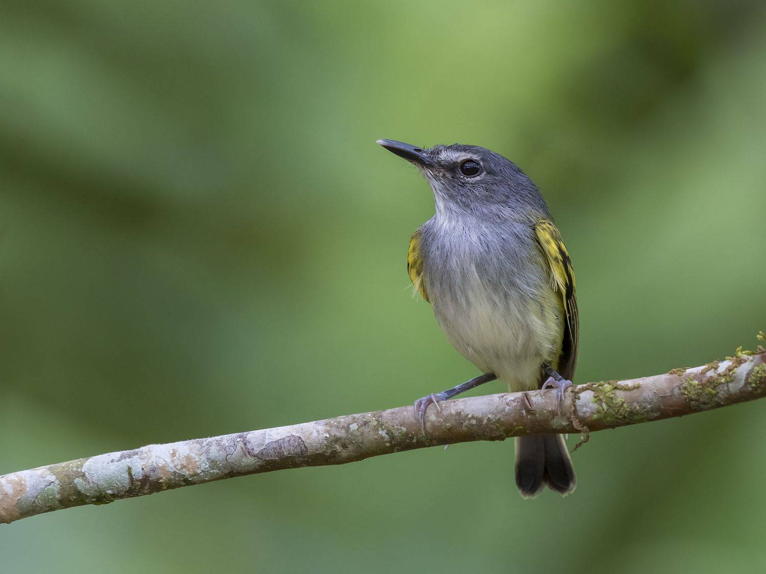 , Fernando Burgalin Sequeira