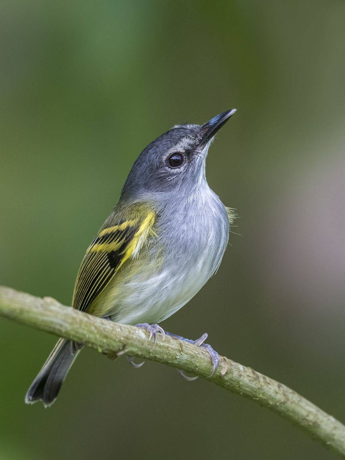 , Fernando Burgalin Sequeira