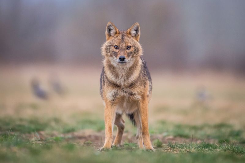 Canis aureus фото превью