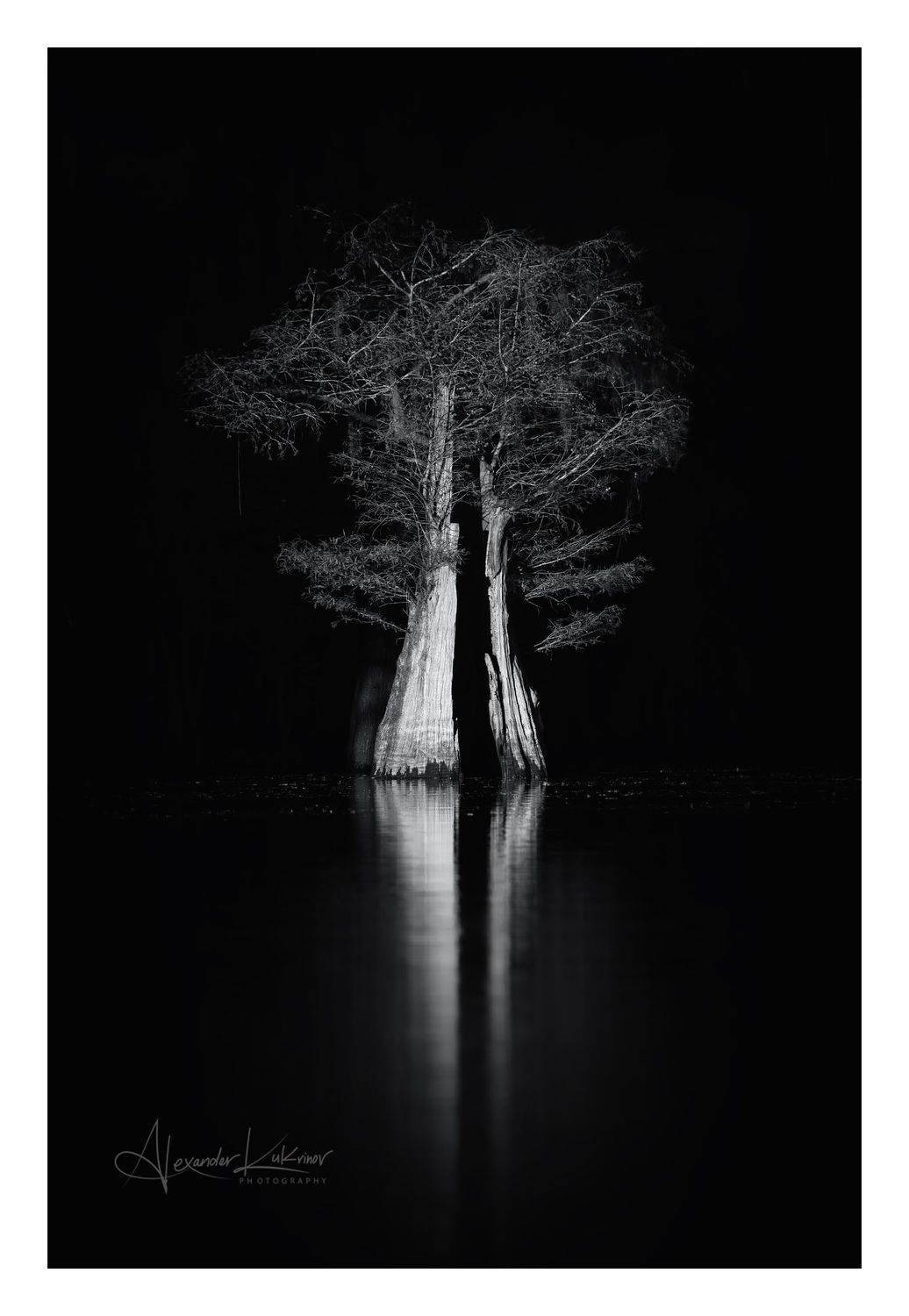 кипарис, закат, вечер, чб, монохром, Александр Кукринов