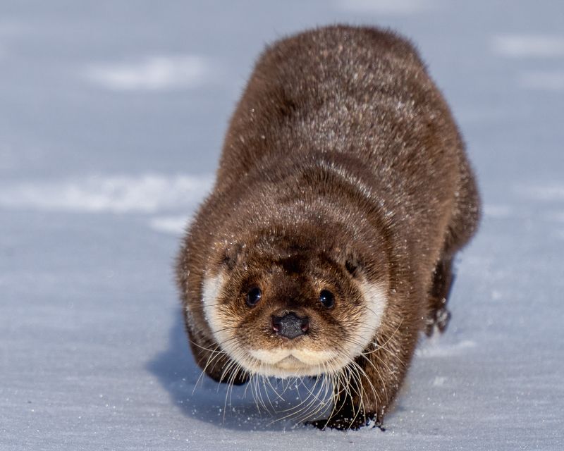 Выдра фото превью