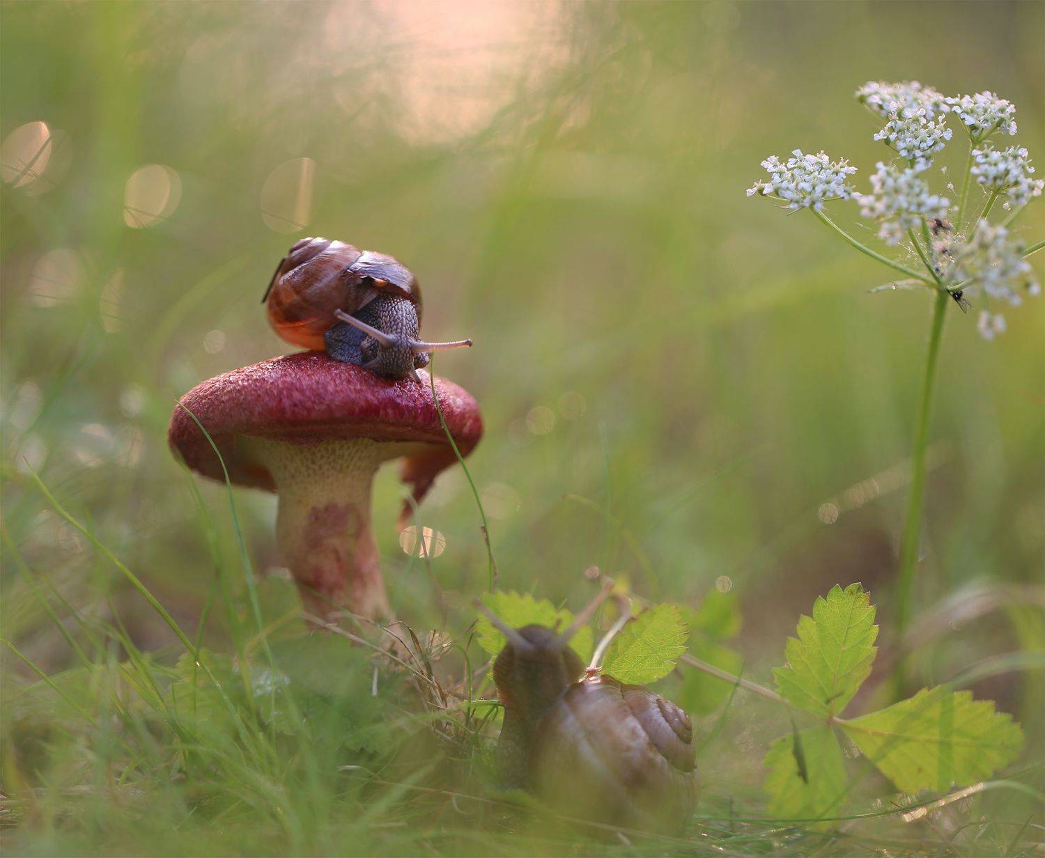 нерюнгри, улитка, якутия, грибы, Евгения Левина