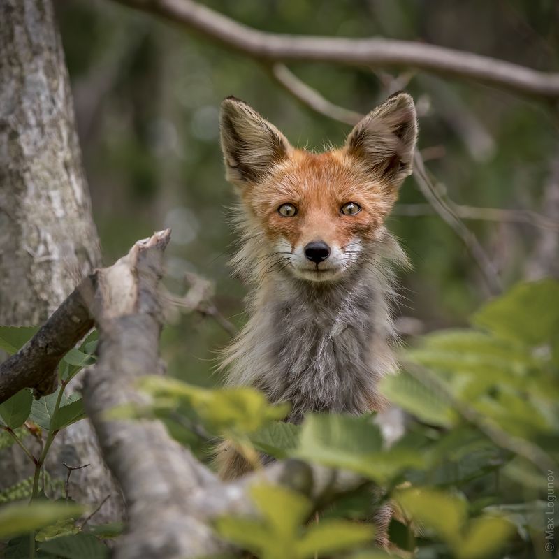 Лисья улыбка фото превью