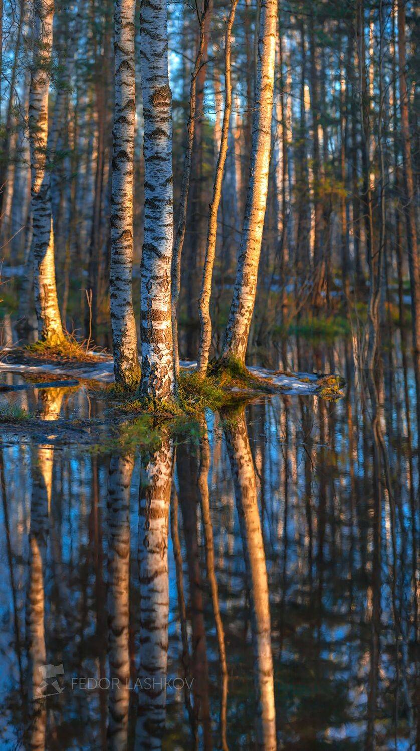 ленинградская область, рассвет, апрель, весна, весенний, берёзы, ствол, лес, лесное, вода, половодье, отражение, свет, золотой, синий,, Лашков Фёдор