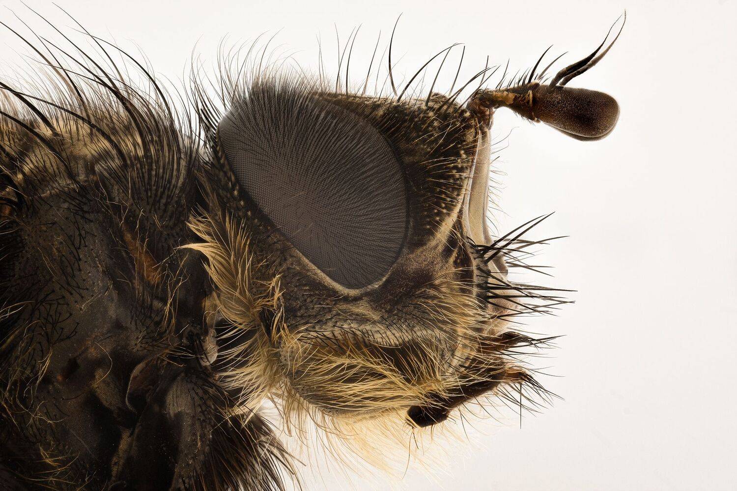 ceclii, macro, Tsvetan Ganev