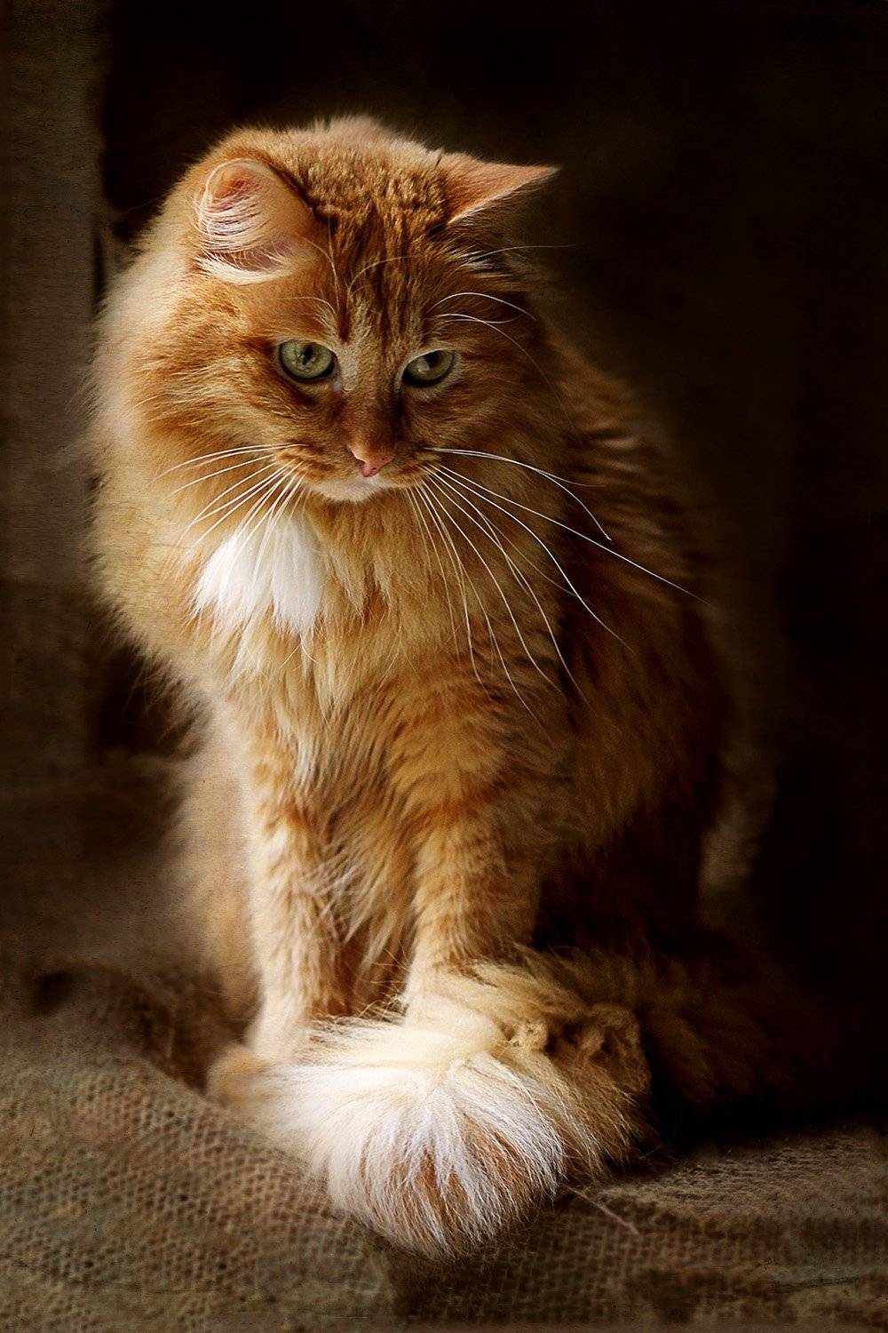 , Светлана Дерябина