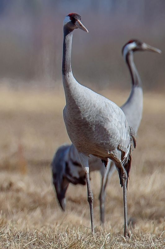grus grus фото превью