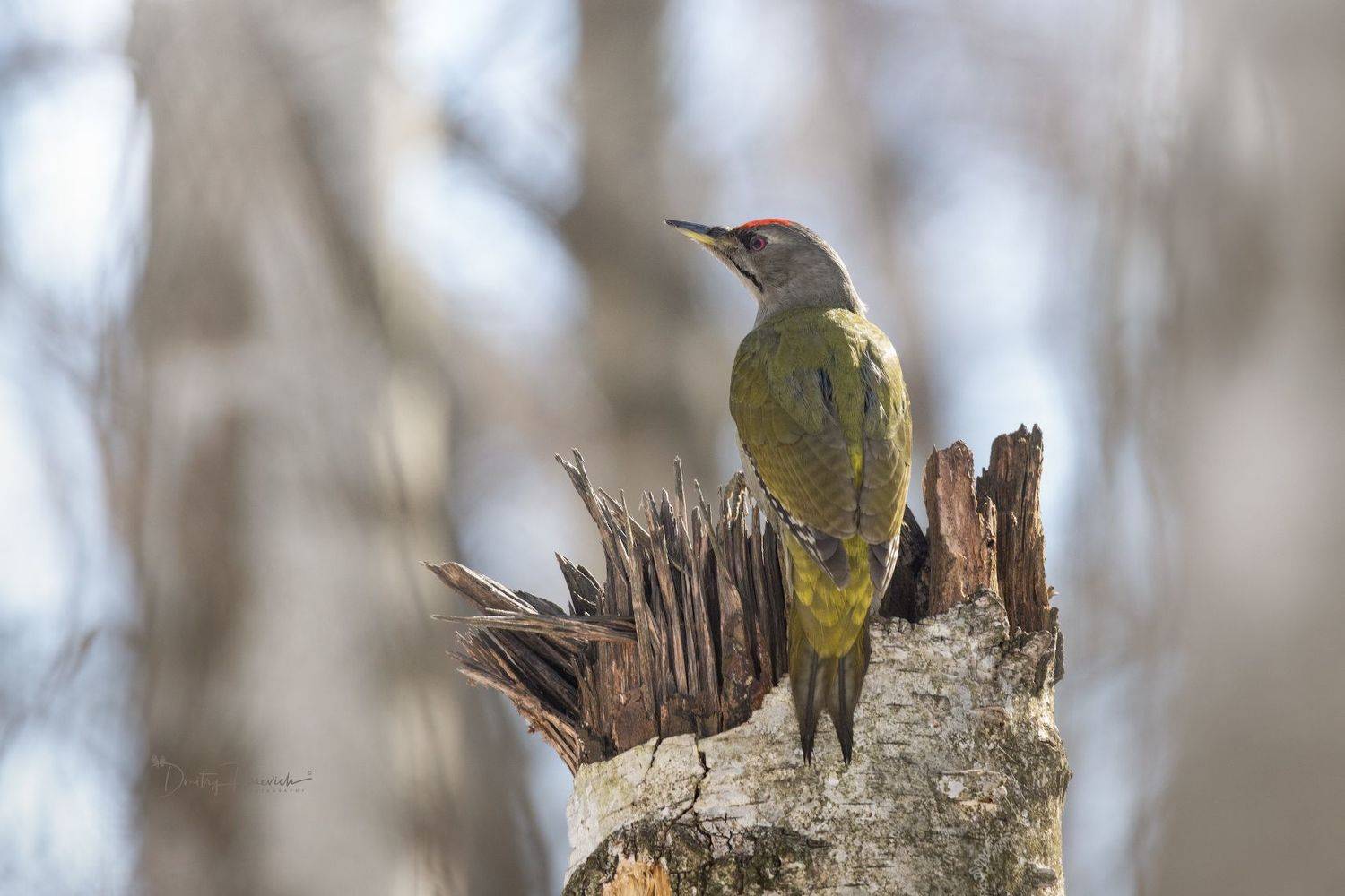 , Посевич Дмитрий