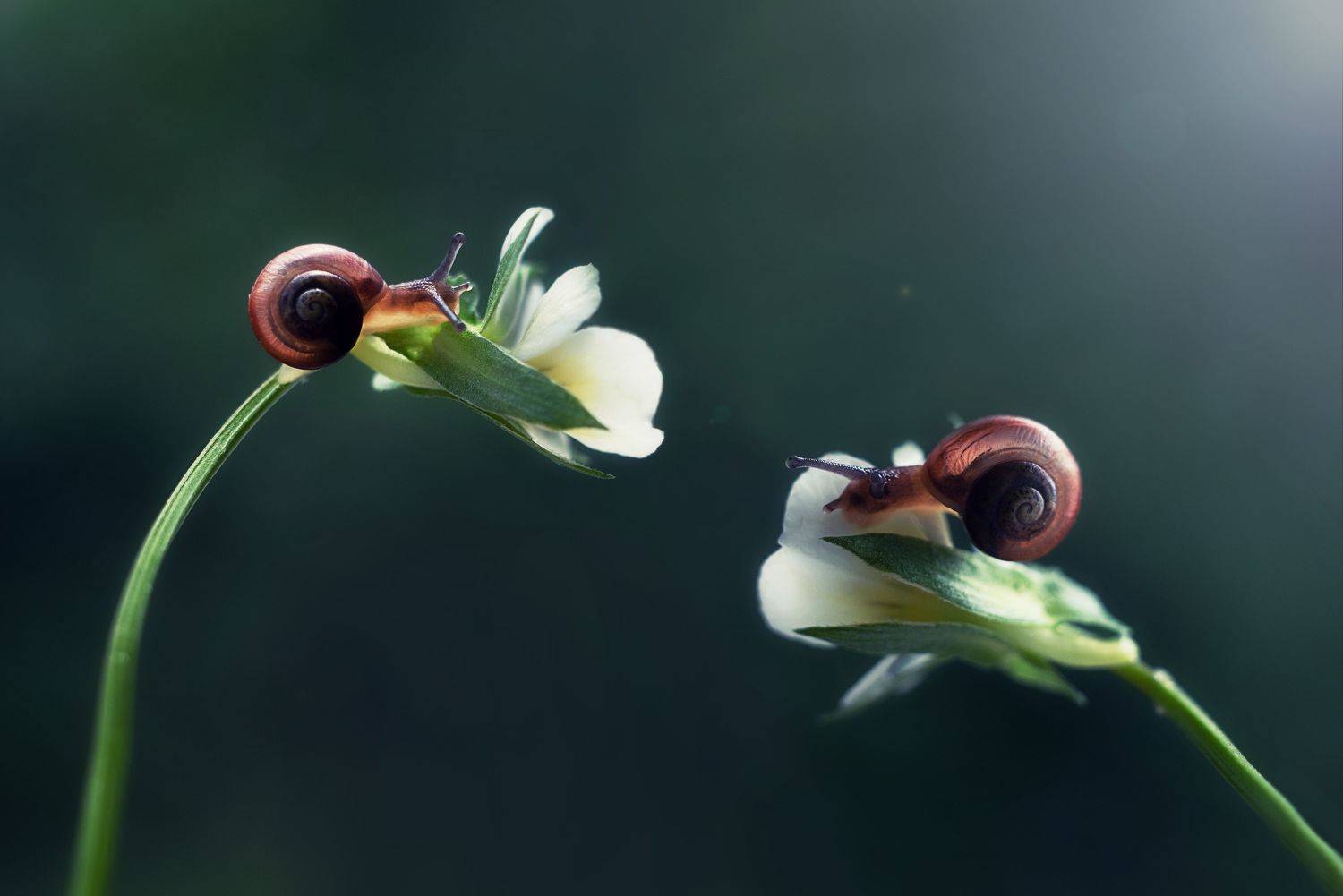 , Анастасия Думинская