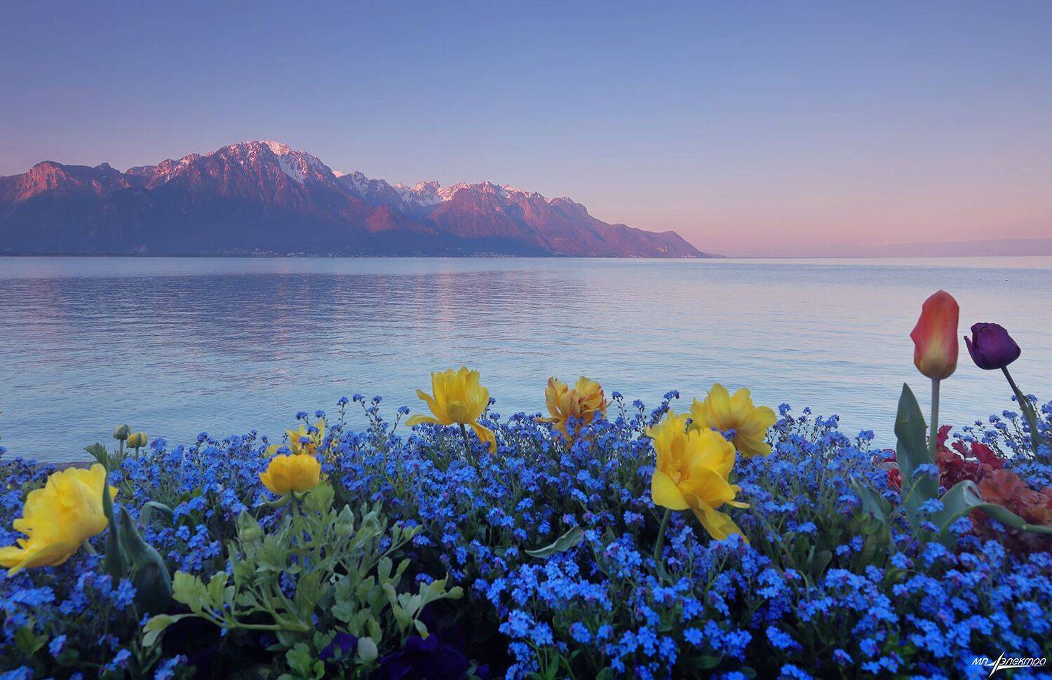swiss, Матвеев Николай