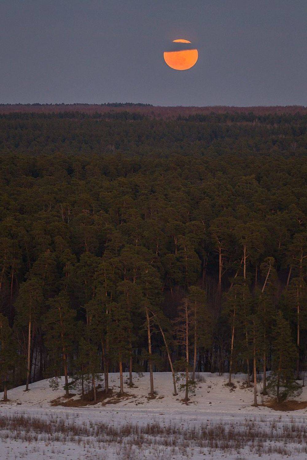 луна, лес,, Дмитрий Доронин