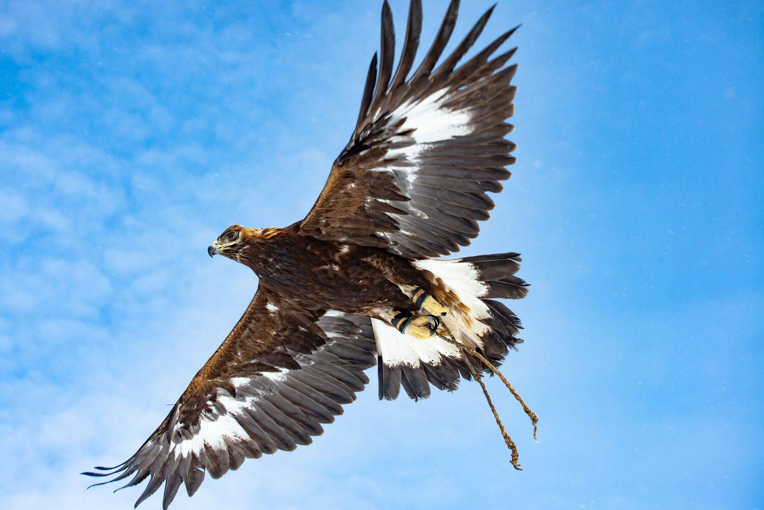 беркутчи, Евгений Дроботенко