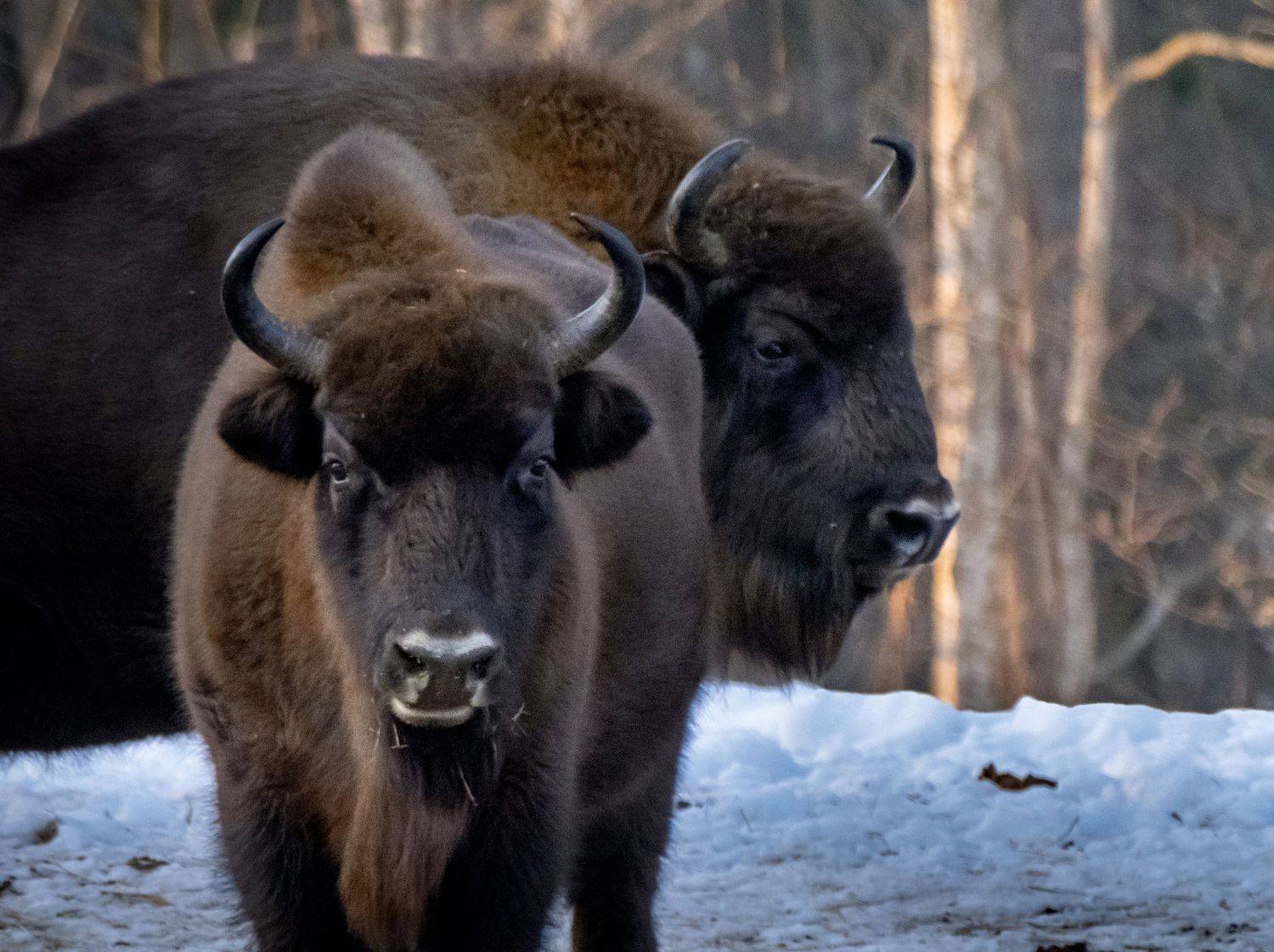 дикие животные, зубры, красный бор, фото охота, нд, фотоохота, беларусь, зубр, в лесах беларуси, Демкина Надежда