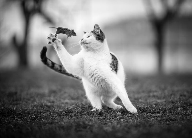 bokeh bw форс-мажор cat mouse мышь nature unequal fight украина vs россия war форс-мажор.. фото превью