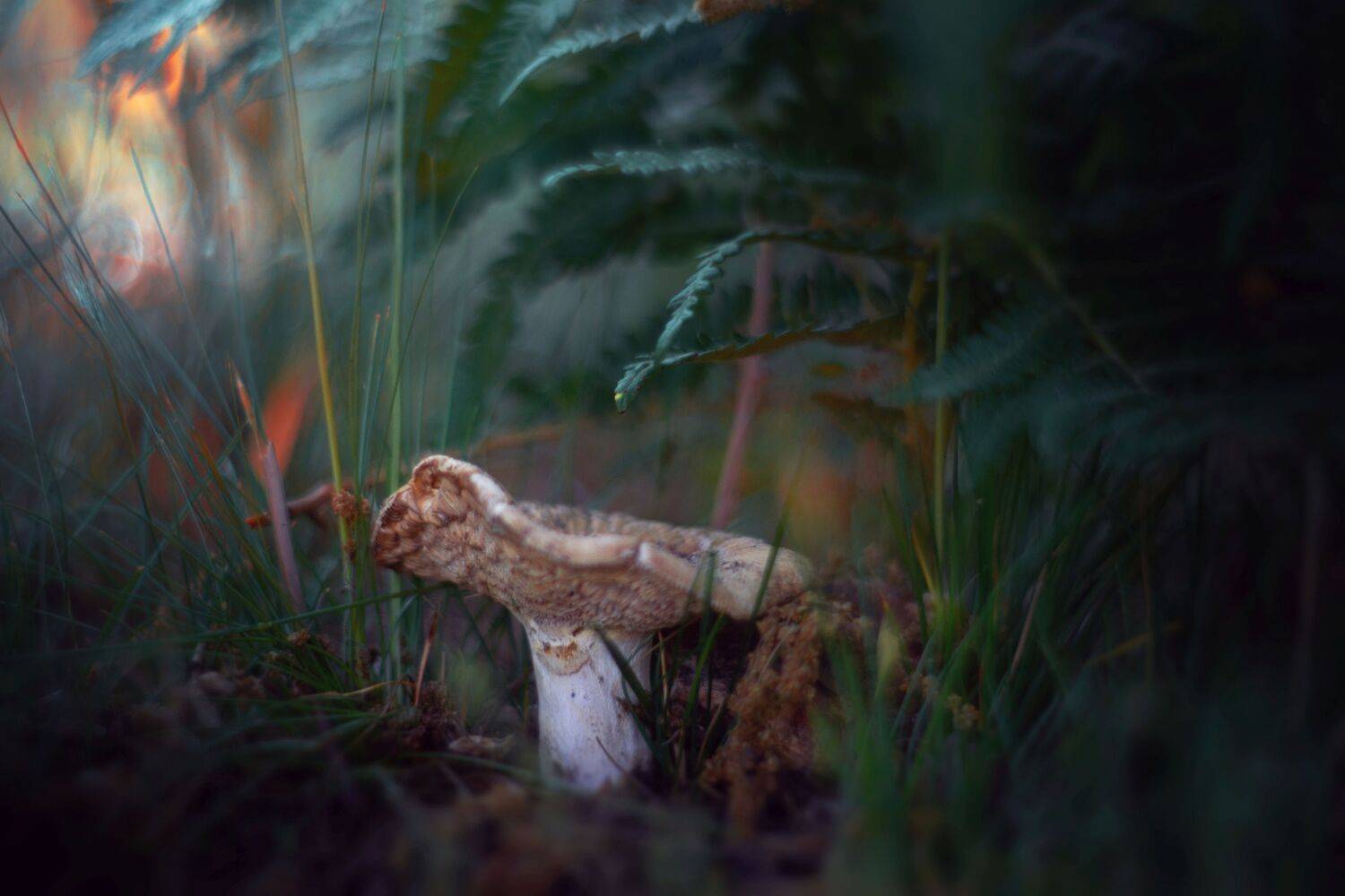 green,mushroom,wild,nature,light,bokeh,zenit,helios,, Борислав Алексиев