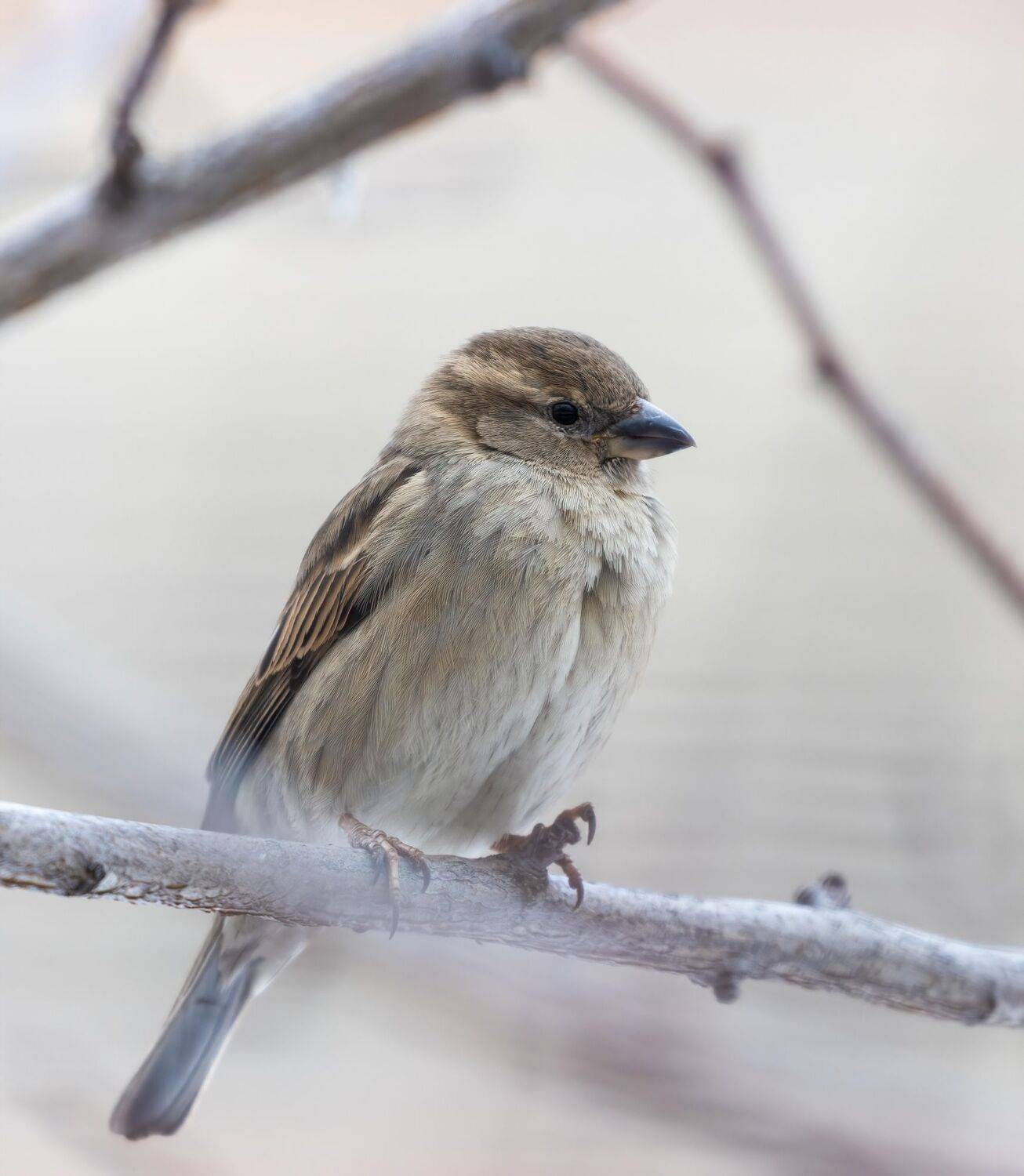 , Котов Андрей