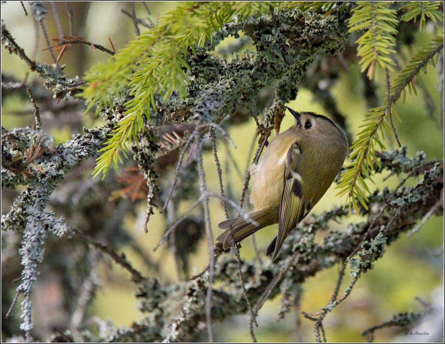 королёк,спрятался,сказочный,лес, Александр Чувилин