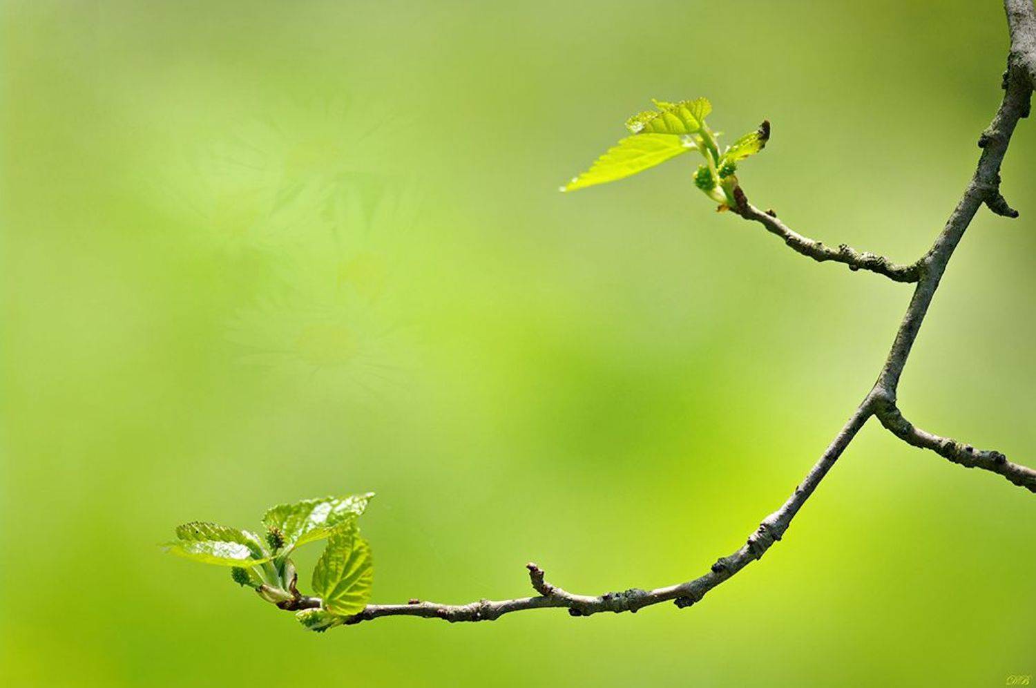 close-up, color, colors, image, leaf, leaves, green, nature, photography, spring, springtime,, Dr Didi Baev