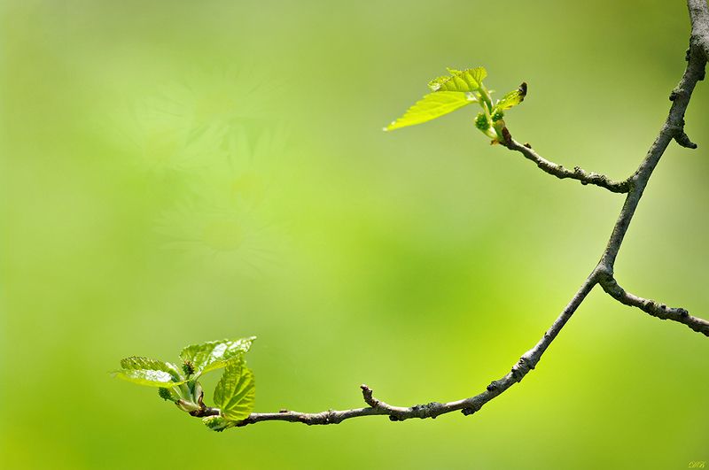 close-up, color, colors, image, leaf, leaves, green, nature, photography, spring, springtime, Spring is Here фото превью