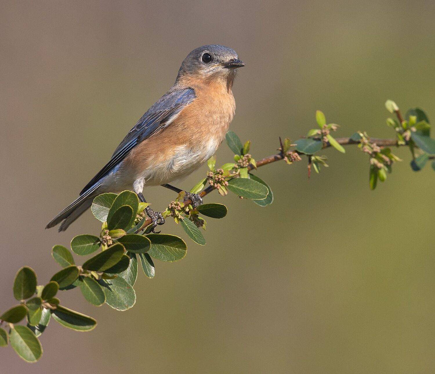 восточная сиалия, eastern bluebird, bluebird, Etkind Elizabeth