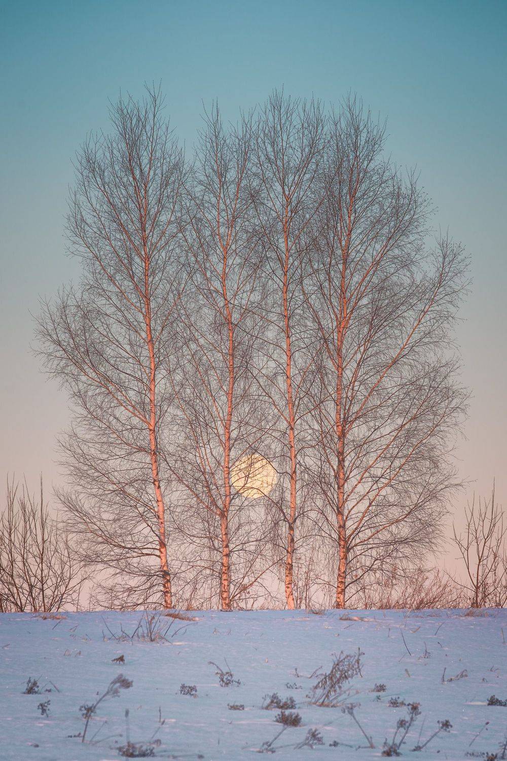 рассвет, полнолуние, березы, пейзаж, Андрей Баскевич