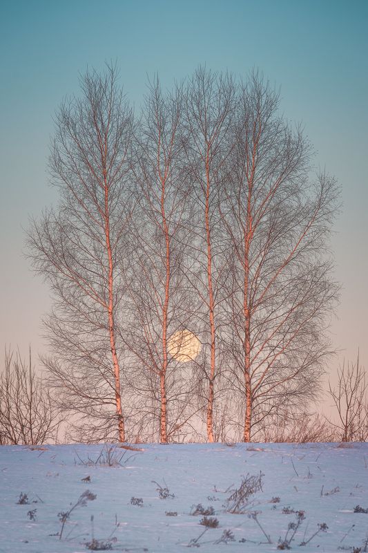 рассвет, полнолуние, березы, пейзаж Стройняшки фото превью