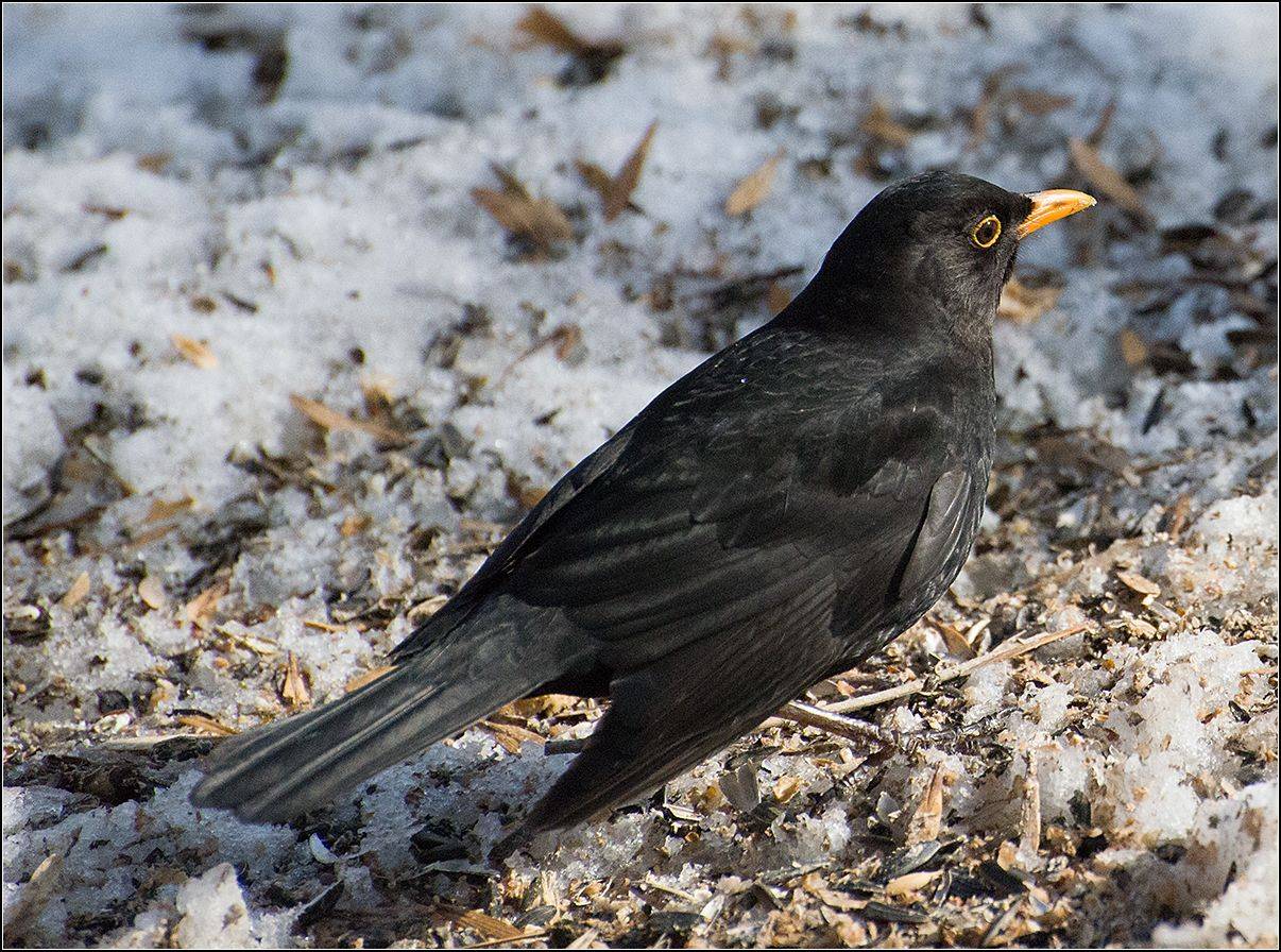 москва, парк, чёрный дрозд, АНАТОЛИЙ ДОВЫДЕНКО