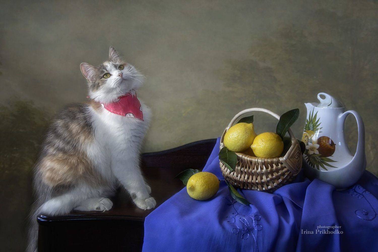постановочное фото, натюрморт, лимоны, кошки, домашние питомцы, Приходько Ирина