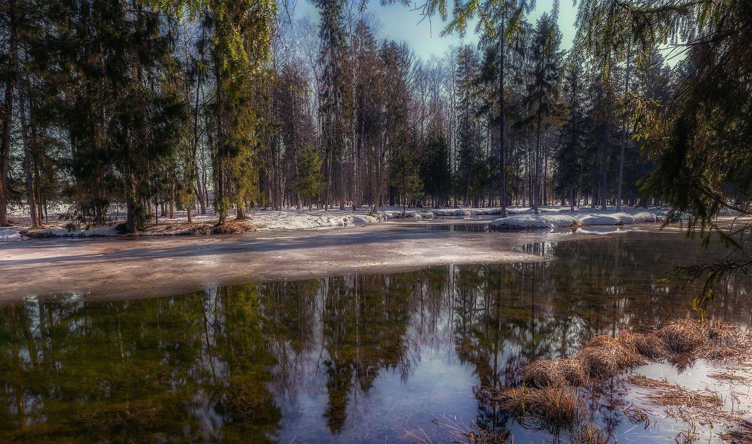 весна солнце небо пруд лед отражение ель март, Скороходов Константин