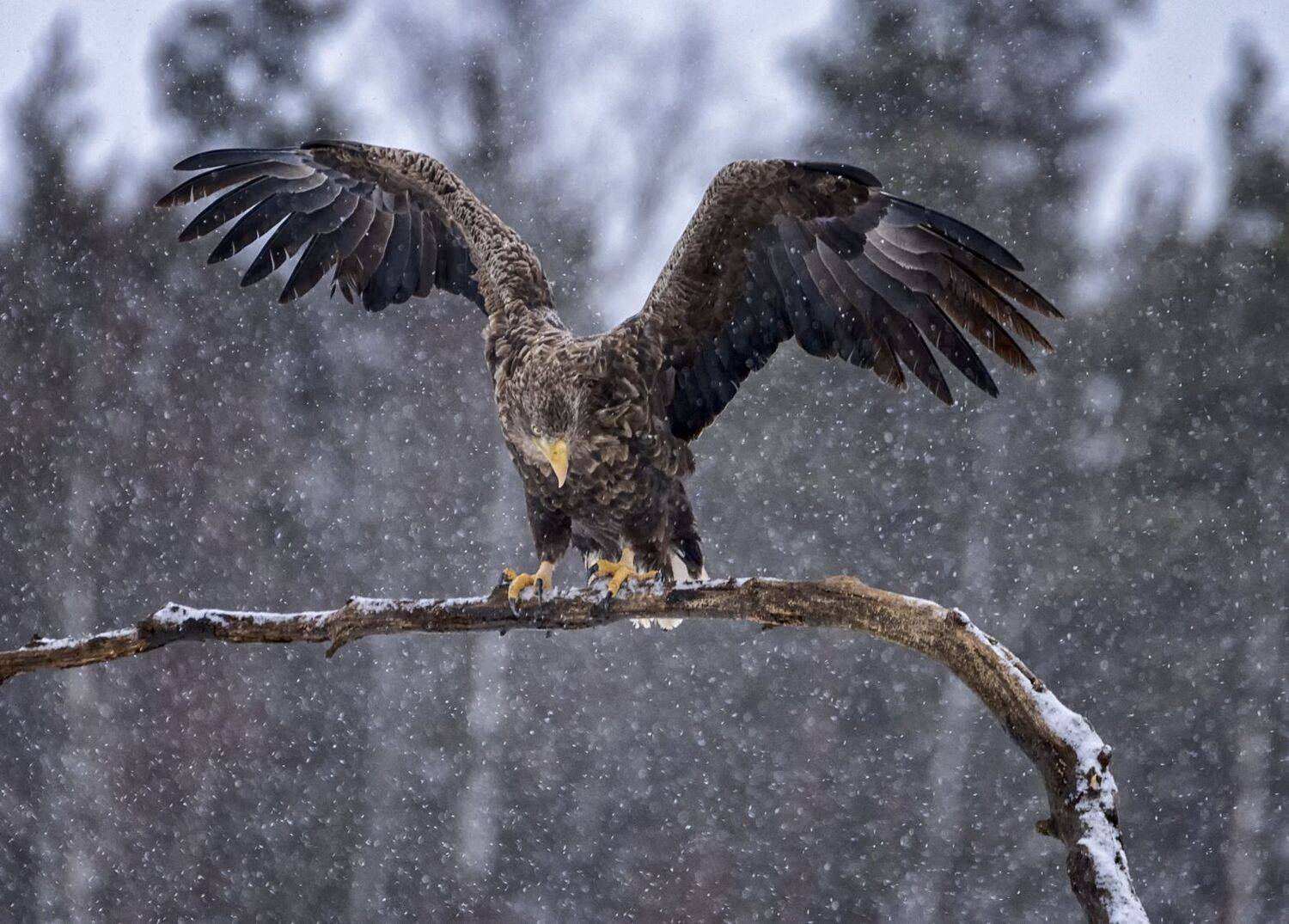 орлан-белохвост, удачная фотоохота., Анатолий Салтыков